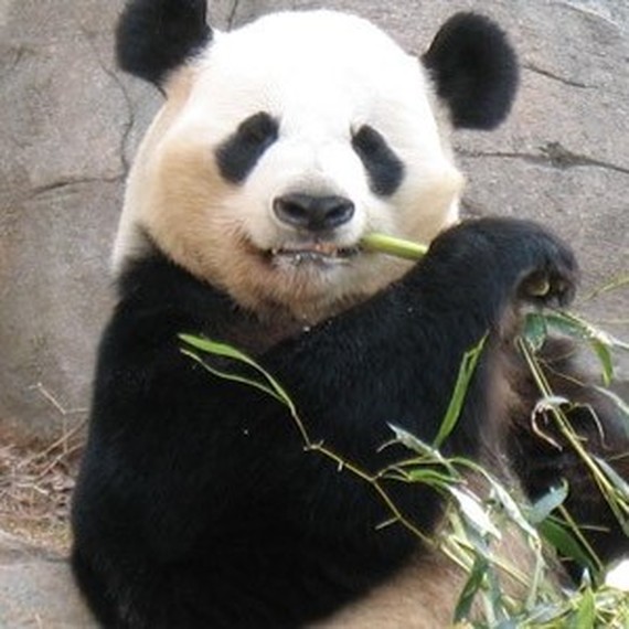 Queen Fu Panda !! On vous pandasse !!!