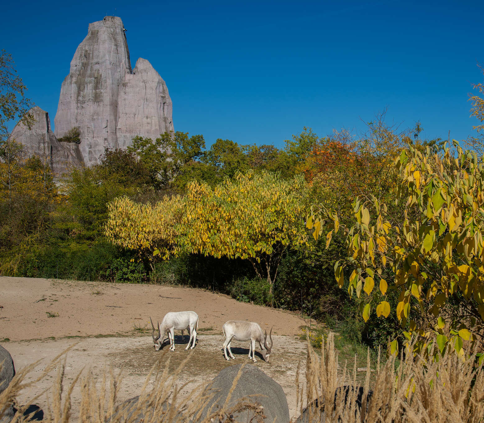 Retour sur la Journée Conservation au Parc zoologique de Paris !