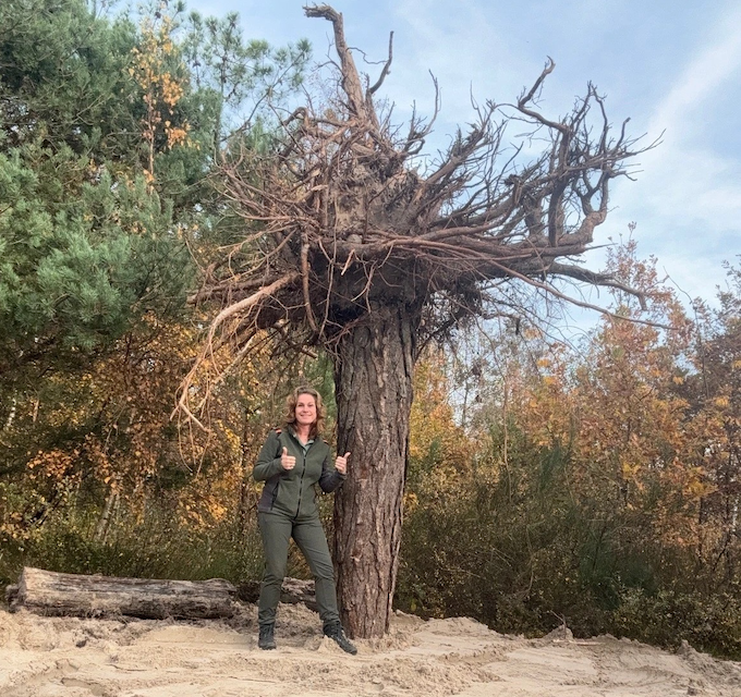 Nieuwe Wortelwakers in Speelbos Het Zandspoor in de Schoorlse Duinen