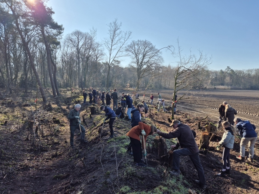 Nieuwe aanplant op historische hakhoutwal Schadijkse bossen